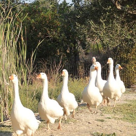 Aroggia Farm Βίλα Ξανθάτες Εξωτερικό φωτογραφία
